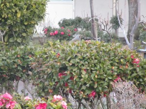070312 鳩 (3)