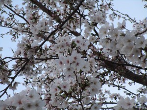 080406 八分咲き (3)