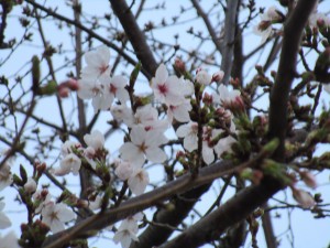 080403 三分咲き (5)