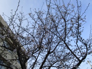 080403 三分咲き (3)