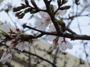 080403 三分咲き (2)