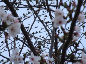 080403 三分咲き (4)