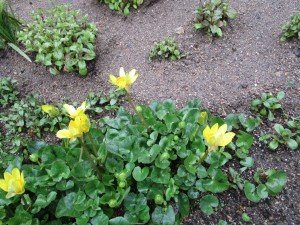 070311 春の雨 (1)